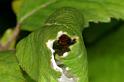 Cheiracanthium_erraticum_D5016_Z_88_Les Gris_Frankrijk